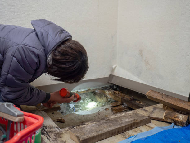Best Mold Removal for HVAC Installations  in St Helen, MI