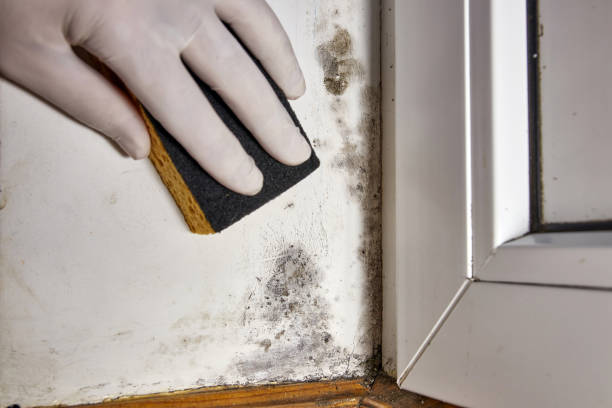 Best Asbestos and Lead Testing During Mold Inspection  in St Helen, MI