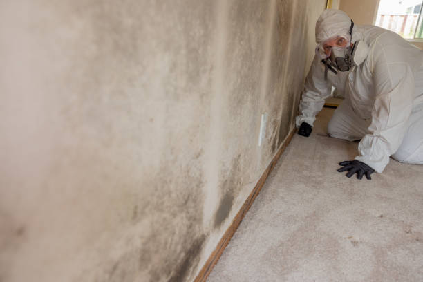 Mold Remediation for Rental Properties in St Helen, MI
